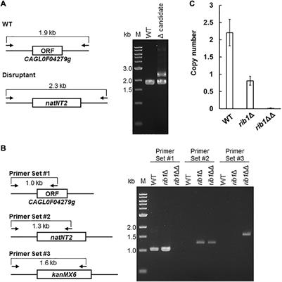 Identification and Functional Analysis of GTP Cyclohydrolase II in Candida glabrata in Response to Nitrosative Stress